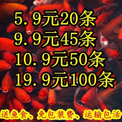大红草金鱼活鱼小锦鲤鱼苗观赏鱼淡水鹦鹉鱼冷水鱼小型耐活体好养