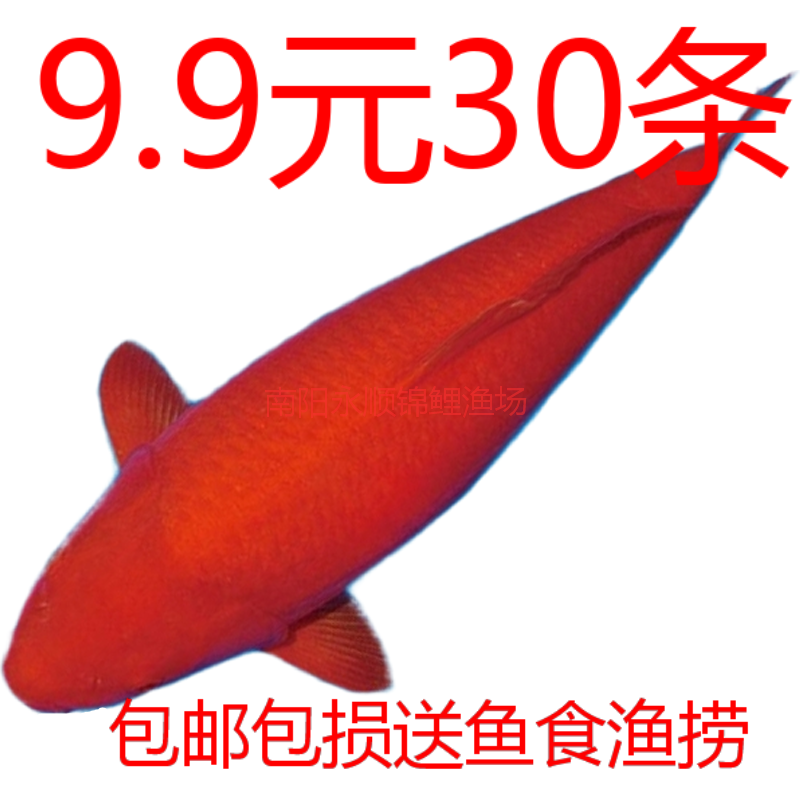 小型火鲤锦鲤淡水观赏鱼小金鱼活