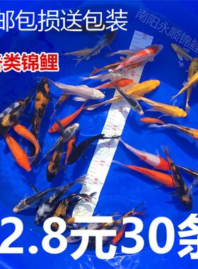 草金鱼活鱼小锦鲤鱼苗观赏鱼淡水