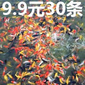 锦鲤活鱼红白三色大型好养耐活淡水鱼冷水鱼观赏鱼苗纯种金鱼活鱼