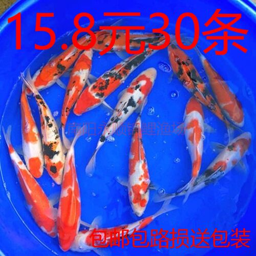 鱼缸锦鲤鱼活金鱼活鱼冷水观赏鱼