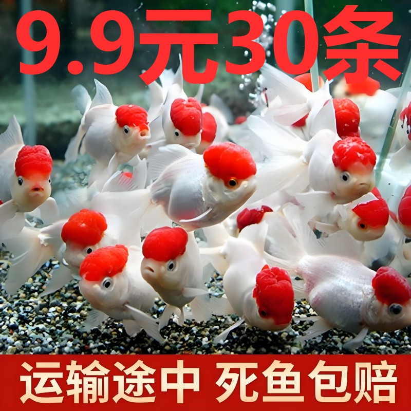 大金鱼活鱼鹤顶红狮子头冷水淡水好养耐活鱼缸观赏鱼苗招财鱼锦鲤