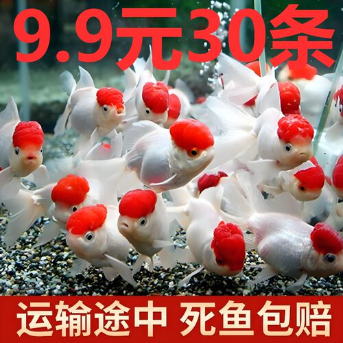大金鱼活鱼鹤顶红狮子头冷水淡水好养耐活鱼缸观赏鱼苗招财鱼锦鲤