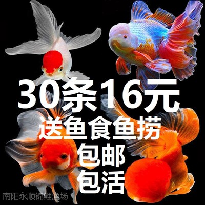 红草金鱼活鱼锦鲤鱼冷水观赏鱼苗