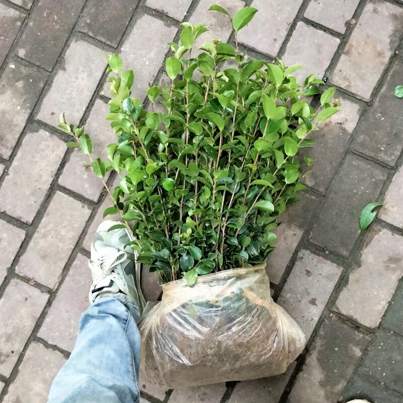 茶梅花树苗日本茶花园林工程绿化植物名贵室内花卉四季常青耐寒盆