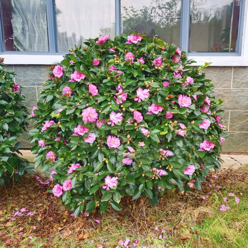 茶梅球花苗树苗室外植物大盆栽庭院阳台绿化苗木花卉球形四季花苞