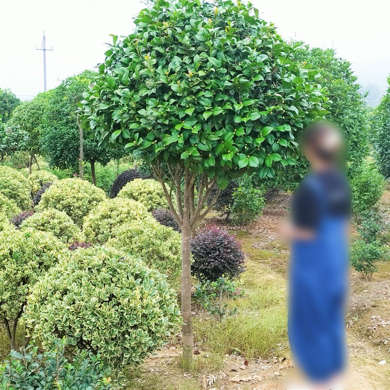 山茶花树苗茶花球高杆茶花庭院植物园林绿植盆栽室外耐寒四季常青