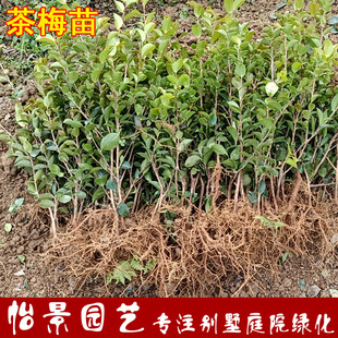 茶梅小苗杯苗日本茶梅花树苗绿篱盆栽耐寒室外别墅庭院植物