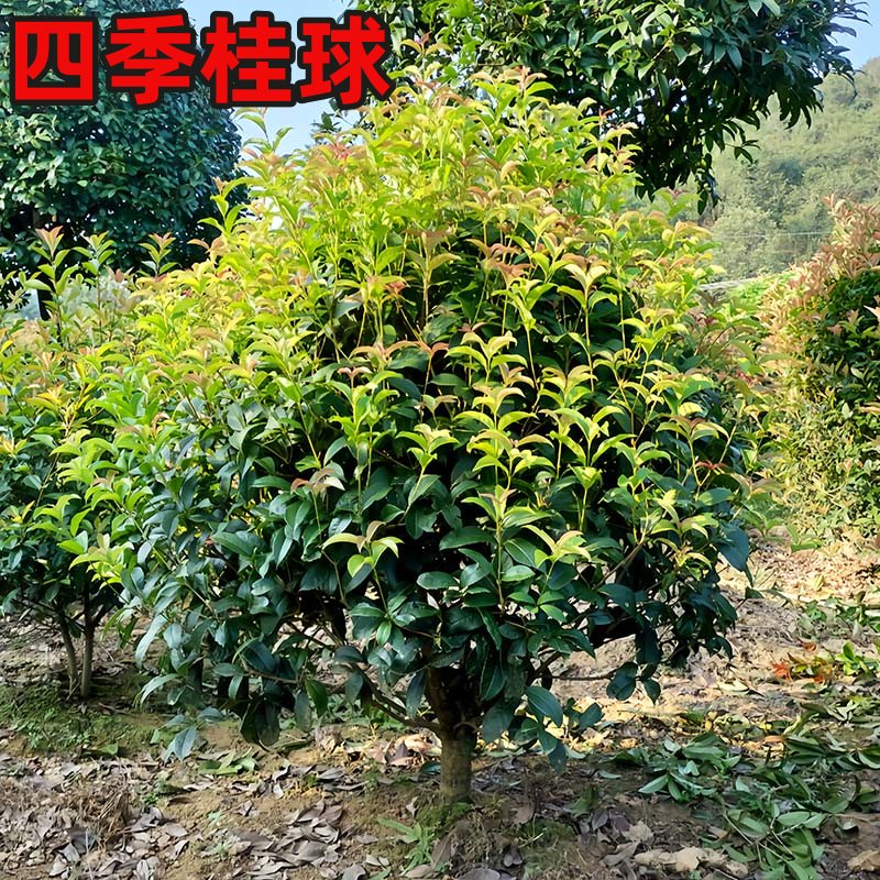 四季桂花球月月桂球桂花树桂花球造型树工程绿化苗木浓香型花卉