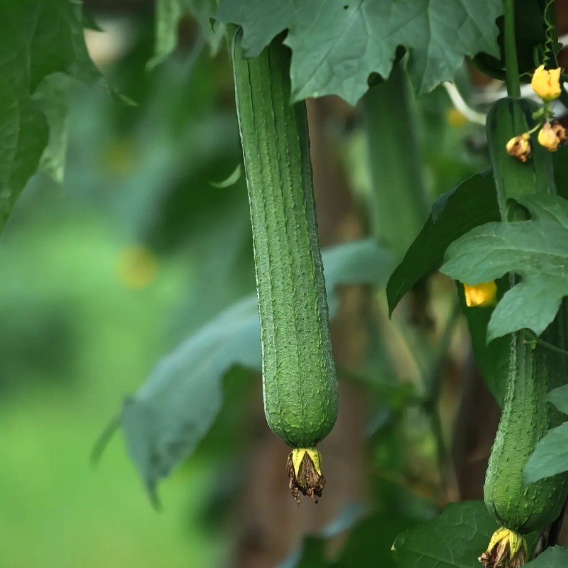 新鲜丝瓜农家露天蔬菜种植嫩条瓜重庆嫩菜瓜绿皮食用丝瓜