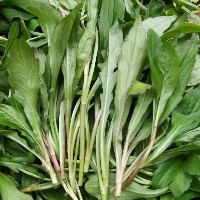 新鲜马兰头嫩尖重庆野菜鱼秋串