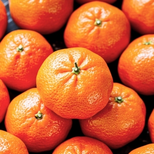 正宗万州红橘老树古红橘陈皮原料新鲜桔子老品种柑桔新鲜川红橘