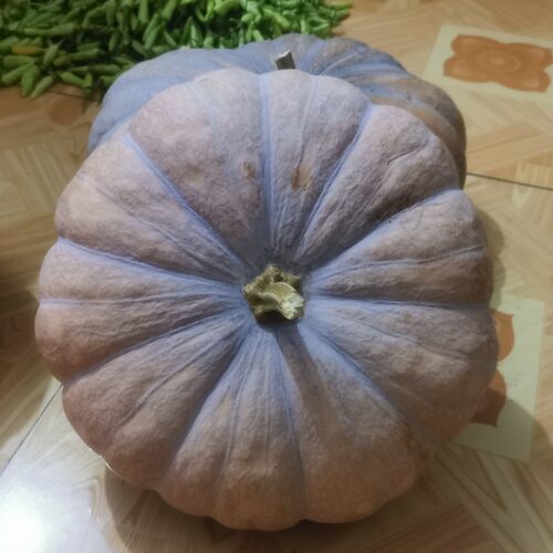 甜糯磨盘大南瓜搬家摆件雕刻装饰