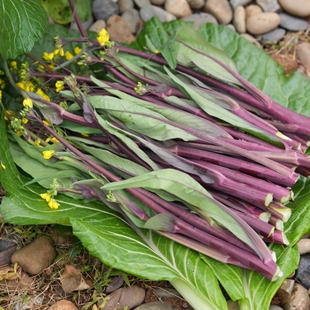 现摘新鲜红菜苔重庆红菜薹嫩菜心紫菜苔菜苔蔬菜新鲜红菜苔