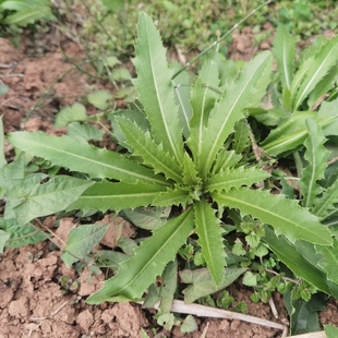 新鲜小蓟七七菜刺儿菜全草中药材野菜刺角菜带根发货可种可食用