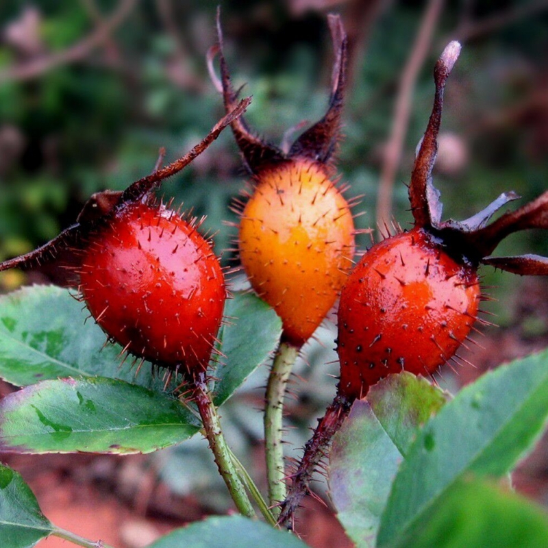 新鲜金樱子糖果儿男性泡酒材料金英子山石榴中药材糖罐子青果刺梨