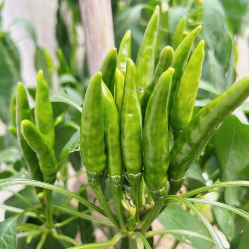 特辣青椒新鲜青小米辣椒四川尖椒兔用朝天椒指天剁椒农家自产蔬菜