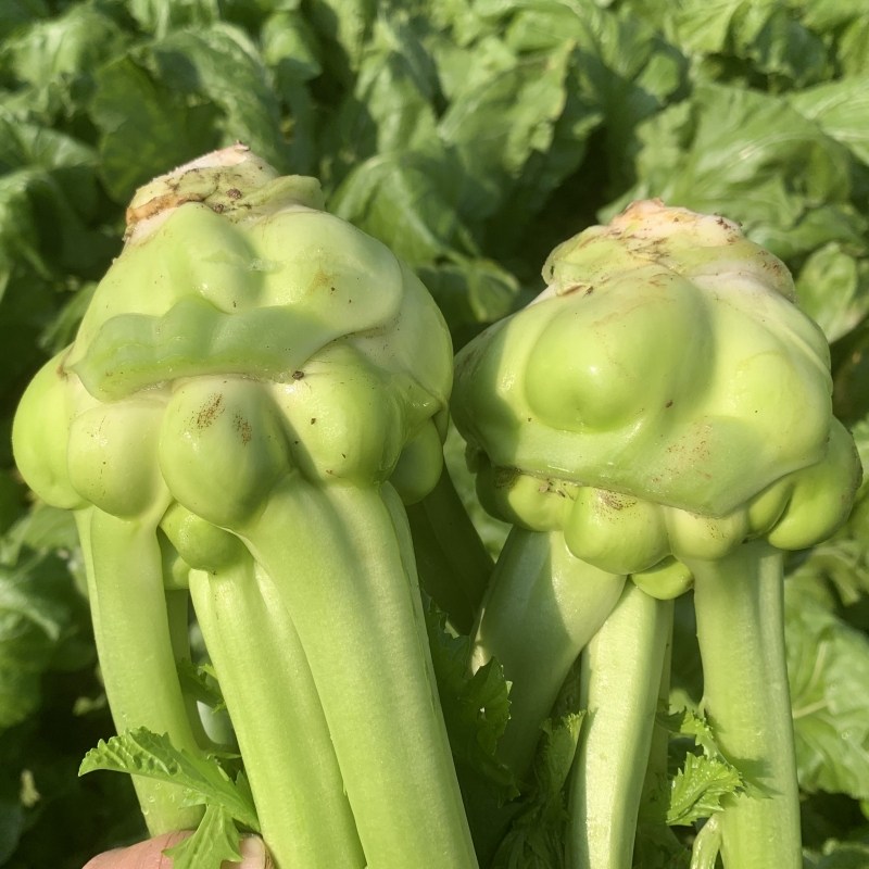 重庆新鲜榨菜头农家新鲜青菜头菱角菜芥菜头四川特产羊角菜5斤装,水产肉类/新鲜蔬果/熟食,其它,淘宝优惠券,粉丝福利购,淘宝优惠卷