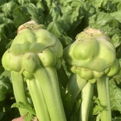 重庆新鲜榨菜头农家新鲜青菜头菱角菜芥菜头四川特产羊角菜5斤装