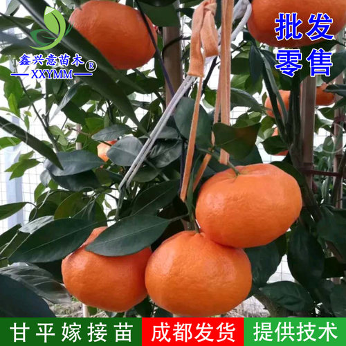 新品种甘平树苗果树苗爱媛34号