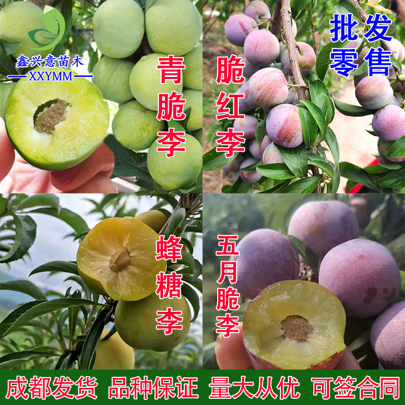 蜂糖李苗五月脆脆红李李子树苗