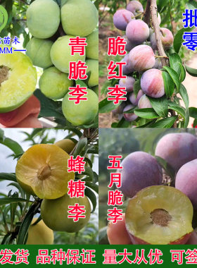蜂糖李苗五月脆脆红李李子树苗
