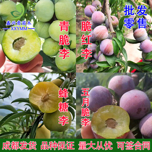 蜂糖李苗青脆李苗五月脆李苗晚熟蜜脆李苗李子树苗四川优质果树苗