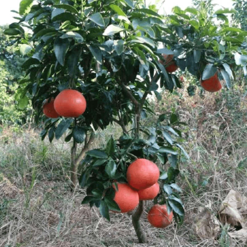 红宝石葡萄柚苗红心西柚带土南北方庭院地栽嫁接柚子树苗葡萄柚苗,鲜花速递/花卉仿真/绿植园艺,果树,淘宝优惠券,粉丝福利购,淘宝优惠卷