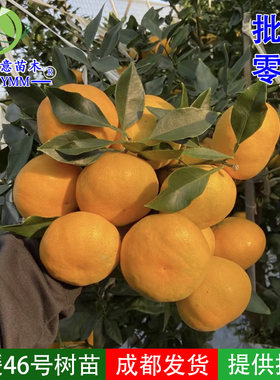 爱媛46号柑橘苗阿密达早熟耙耙柑