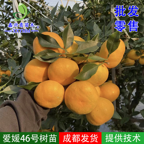 爱媛46号柑橘苗阿密达早熟耙耙柑