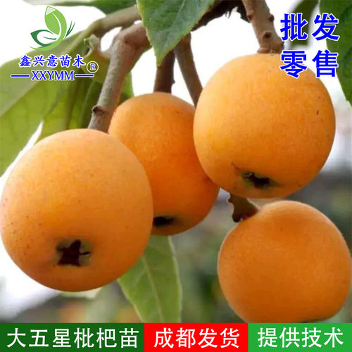 四川嫁接大五星枇杷树苗