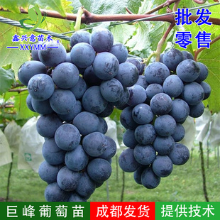 葡萄树苖特大巨峰葡萄苗爬藤葡萄树苗四川热销北南方种植果树果苗