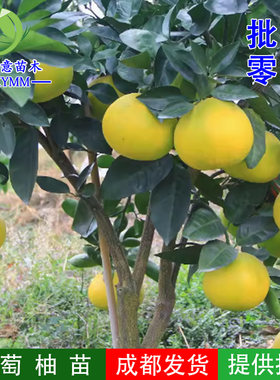 台湾甜葡萄柚果树苗黄心西柚苗嫁接鸡尾葡萄柚苗黄金葡萄柚果树苗