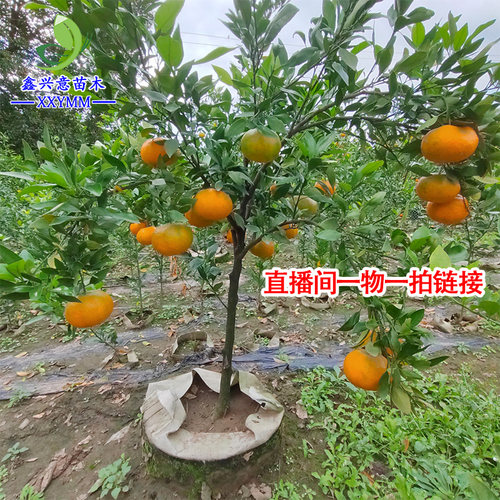各种果树苗一物一拍柑橘苗