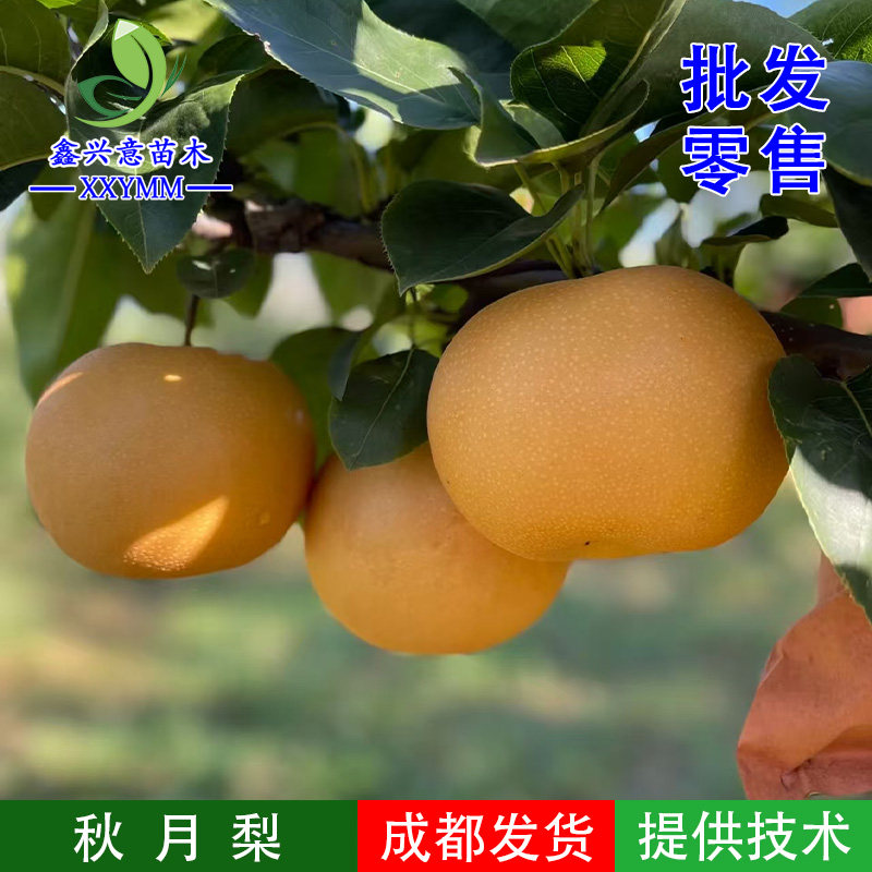 秋月梨苗翠冠梨苗嫁接梨树苗六月雪梨四川热销南北嫁接果树苗酥梨,鲜花速递/花卉仿真/绿植园艺,果树,淘宝优惠券,粉丝福利购,淘宝优惠卷