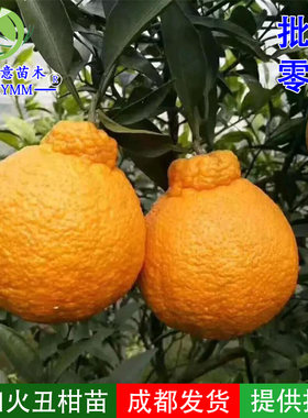 鑫兴意苗木不知火丑柑