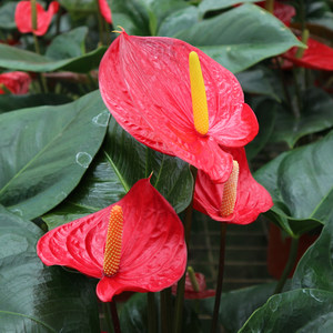 火鹤花价格 火鹤花图片 星期三