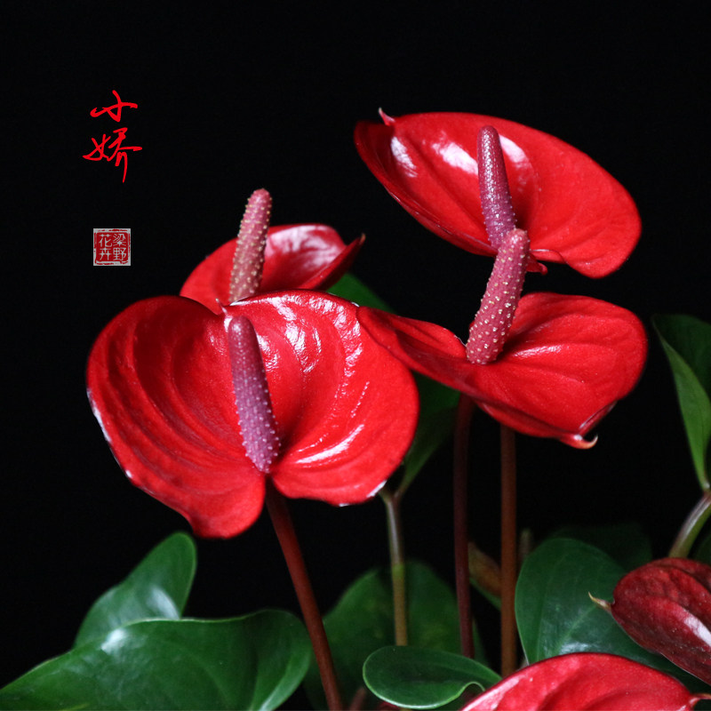 小娇红掌植物盆栽室内花卉四季开花不断办公桌面摆花鸿运当头水养