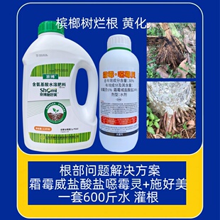 槟榔树黄化病根系烂根问题根腐病立枯病霜霉威盐酸盐噁霉灵杀菌剂
