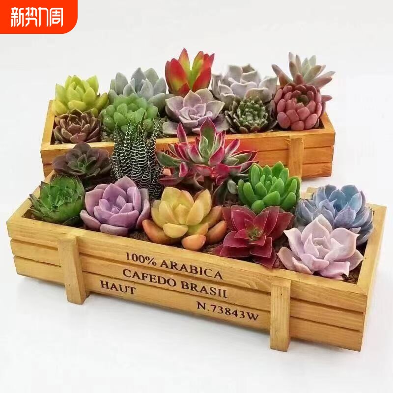 多肉植物套餐组合红宝石宿舍室内桌面阳台新手绿植木盒土种植品种