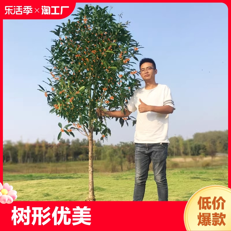 大型桂花树苗金桂丹桂庭院别墅地栽浓香型植物耐寒四季桂绿化阳台