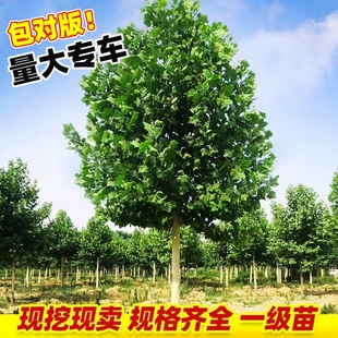 法国梧桐树树苗大树庭院风景树行道园林绿化苗木青桐法桐南方种植