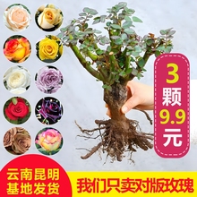 云南昆明玫瑰花树苗老桩盆栽红玫瑰老根月季花苗四季开花浓香花卉