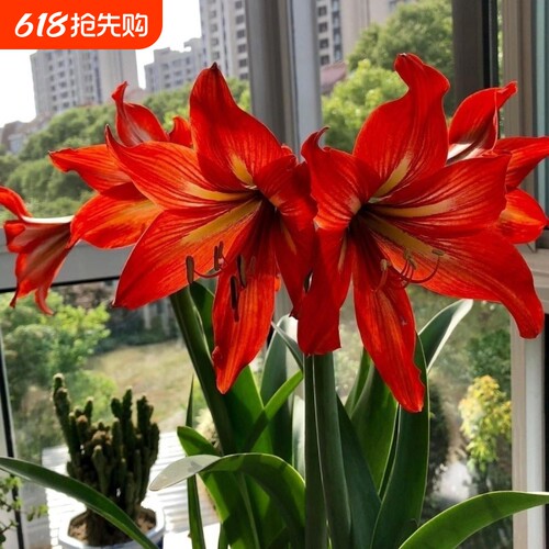 极速开花大球朱顶红室内花卉好养植物绿植种植盆栽庭院开花百合