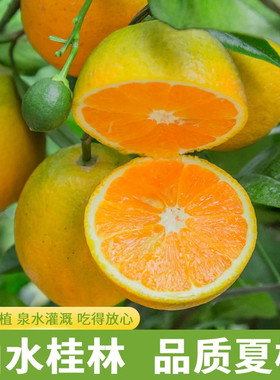 广西桂林夏橙新鲜水果当季现摘橙子应季非脐橙批发榨汁大果鲜橙