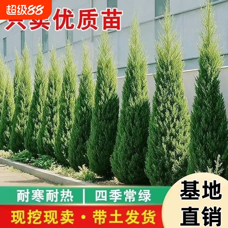松柏树苗带土柏树侧柏塔柏龙柏松树坟地坟前墓前绿植园林绿化工程图片