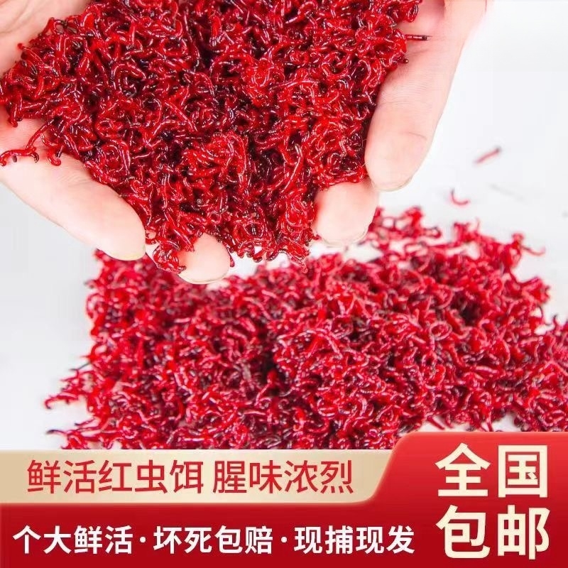 鲜活红虫活饵特大号公虫喂拉饵钓鱼蚯蚓天津野钓饵料昆虫新鲜