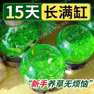 鱼缸水草种子生态种籽水培真草装 饰造景养鱼沉木室内水质植物牛毛
