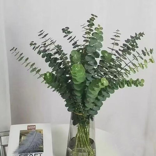 云南昆明新鲜尤加利叶基地花材永生花束客厅家居配叶干花配花水培