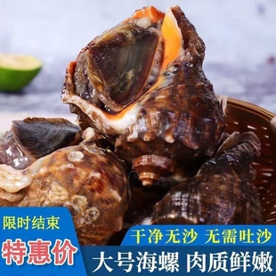 鲜活海螺海鲜大号贝类海螺新鲜响螺现发花螺水产海鲜商用生鲜批发